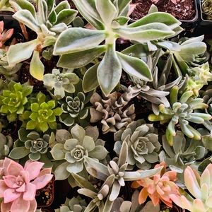 Meet your Posher, Fatima